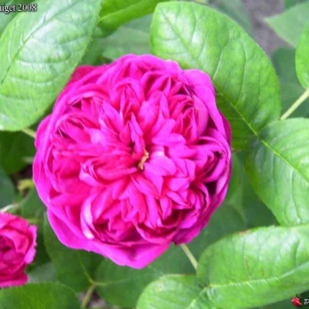 ROSIER ROSE DE RESCHT - ANCIEN