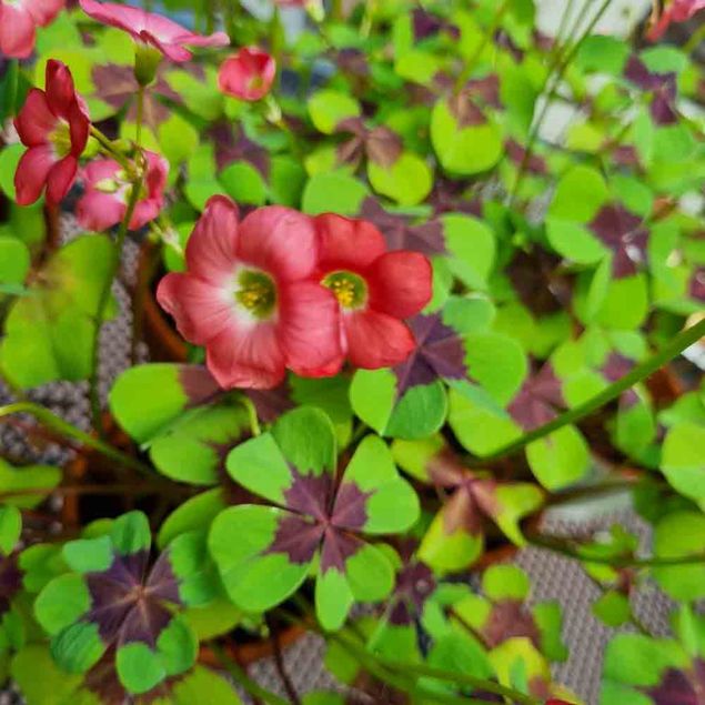 OXALIS DEPPEI AB