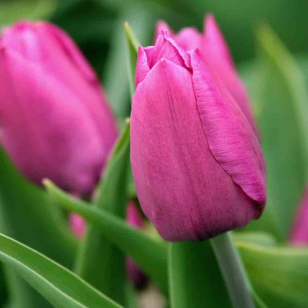 TULIPE TRIOMPHE JUMBO PINK AB