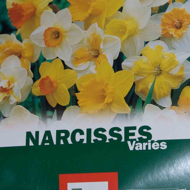 NARCISSE BOTANIQUE EN MELANGE x 50