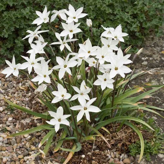 IPHEION ALBERTO CASTILLO