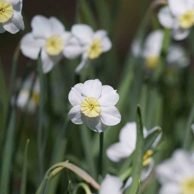 NARCISSE BOTANIQUE SEGOVIA