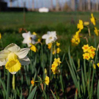 NARCISSE BOTANIQUE EN MELANGE x 30