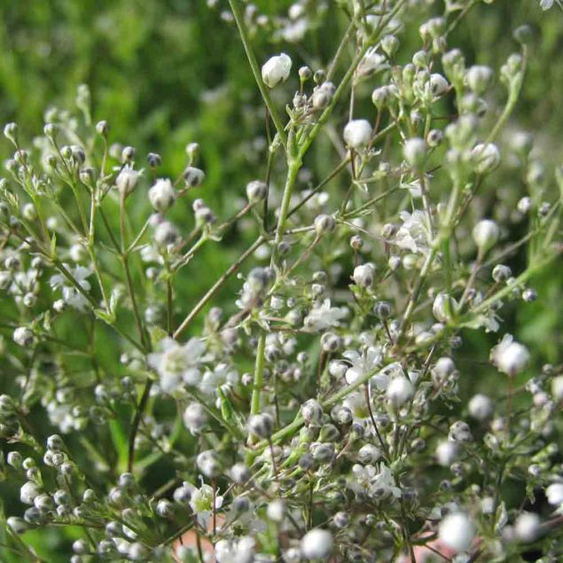 GYPSOPHILLE SNOWFLAKE