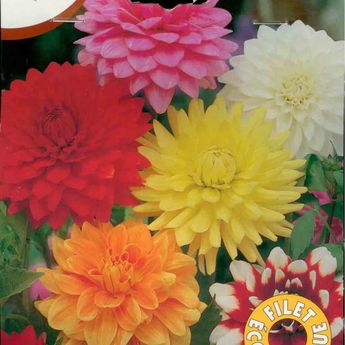 DAHLIA DECORATIF EN MELANGE