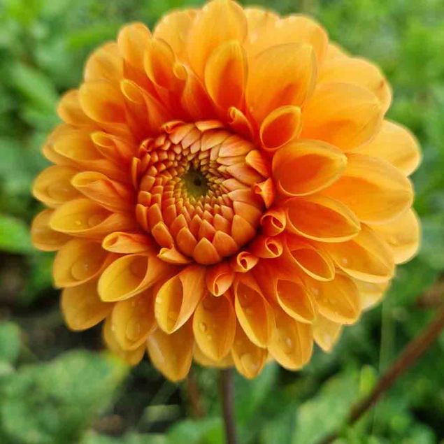 DAHLIA BALLE SYLVIA AB