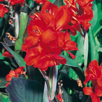 CANNA NAIN CORAIL