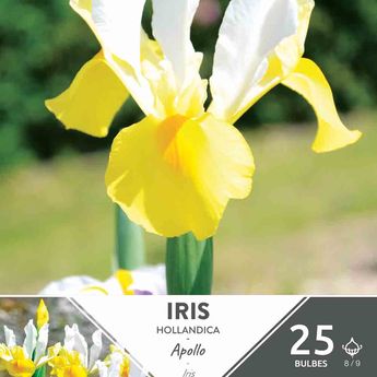 IRIS DE HOLLANDE APOLLO