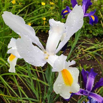 IRIS DE HOLLANDE CASABLANCA