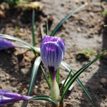 CROCUS A GRANDE FLEUR ROI DES STRIES