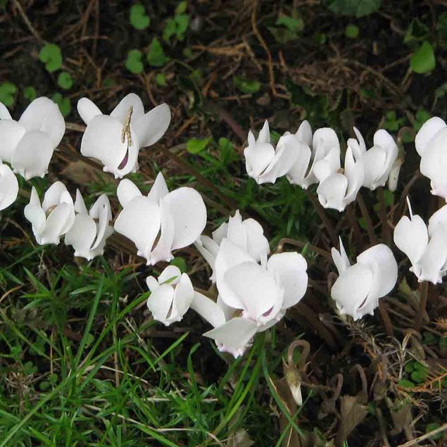 CYCLAMENS DE NAPLES ALBUM