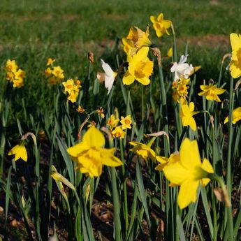 NARCISSE BOTANIQUE EN MELANGE AB