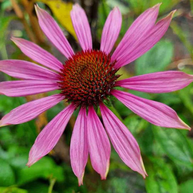 ECHINACEA PURPUREA MAGNUS AB   