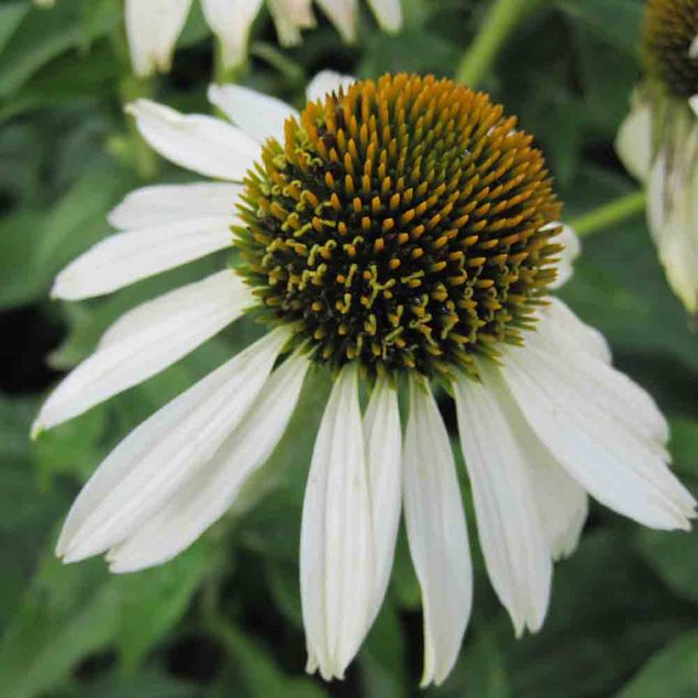 ECHINACEA WHITE SWAN AB    