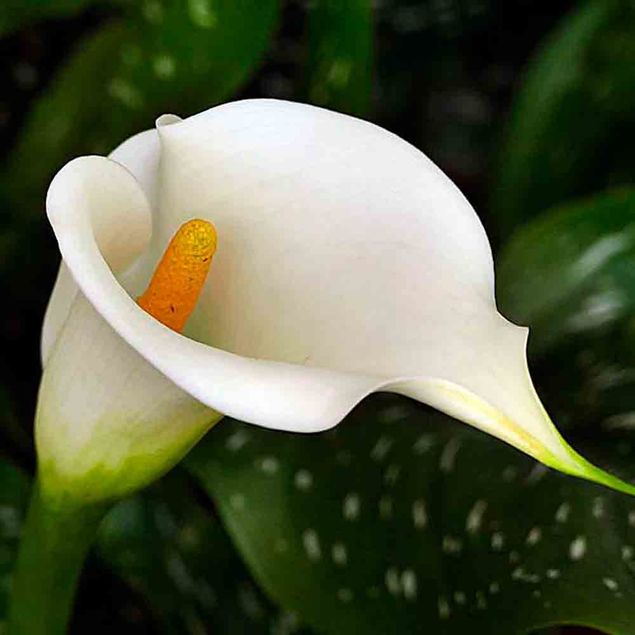 ARUM CALLA AB  