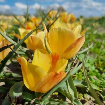 TULIPA BATALINII 'YELLOW JEWEL'