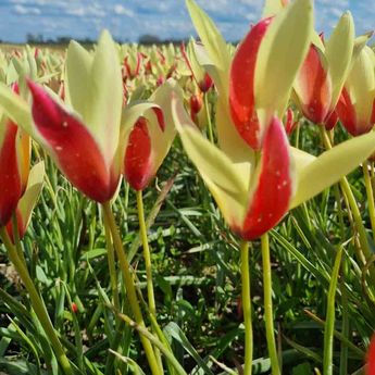 TULIPA CLUSIANA 'CYNTHIA'