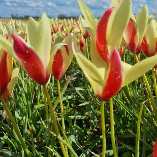 TULIPA CLUSIANA CYNTHIA