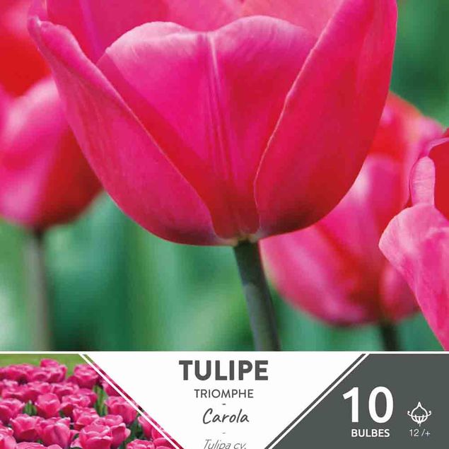 TULIPE TRIOMPHE CAROLA