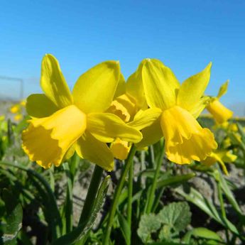 NARCISSE BOTANIQUE TETE A TETE