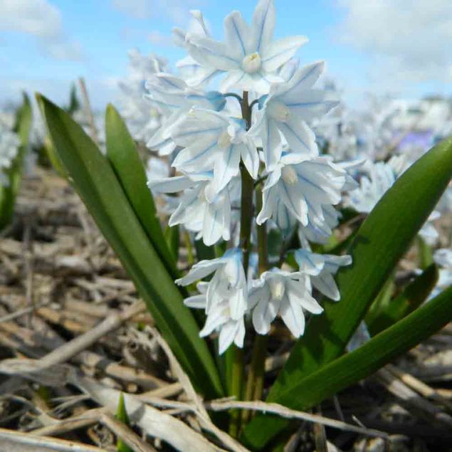 PUSCHKINIA LIBANOTICA 'ALBA'