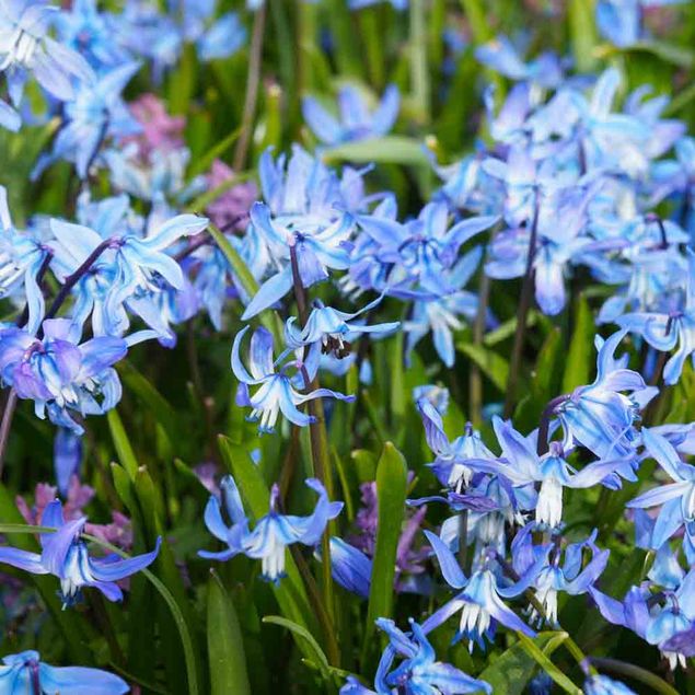 SCILLA SIBERICA