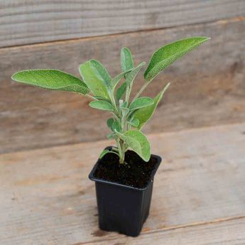 SAUGE OFFICINALE A LARGES FEUILLES BERGGARTEN - PLANT 