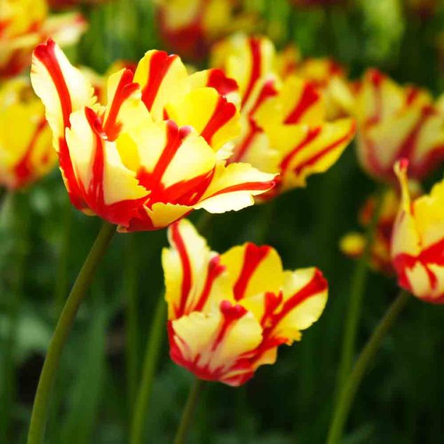 TULIPE PERROQUET TEXAS FLAME 