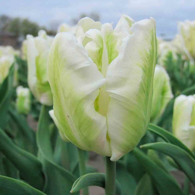 TULIPE WHITE REBEL AB