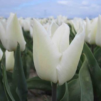 TULIPE WHITE PRINCE AB