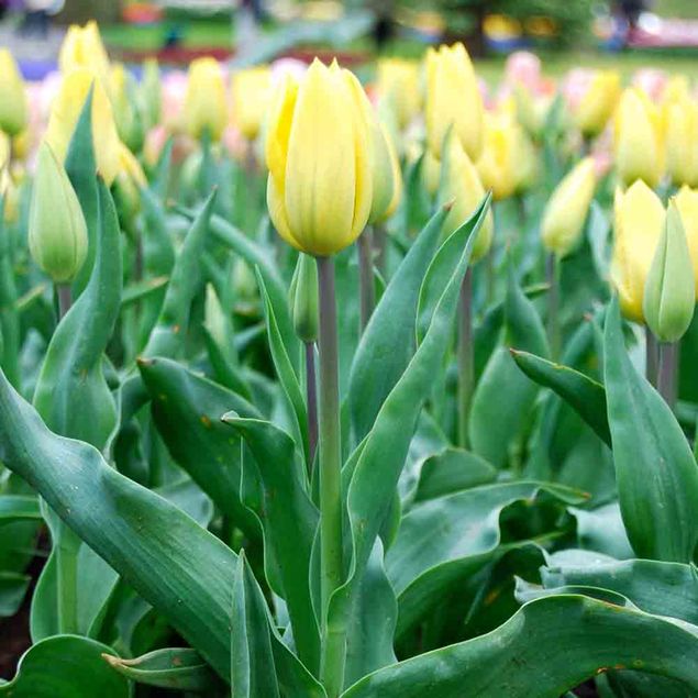 TULIPE STRONG GOLD AB