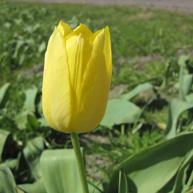 TULIPE MUSCADET AB