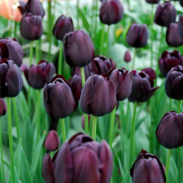 TULIPE QUEEN OF NIGHT AB