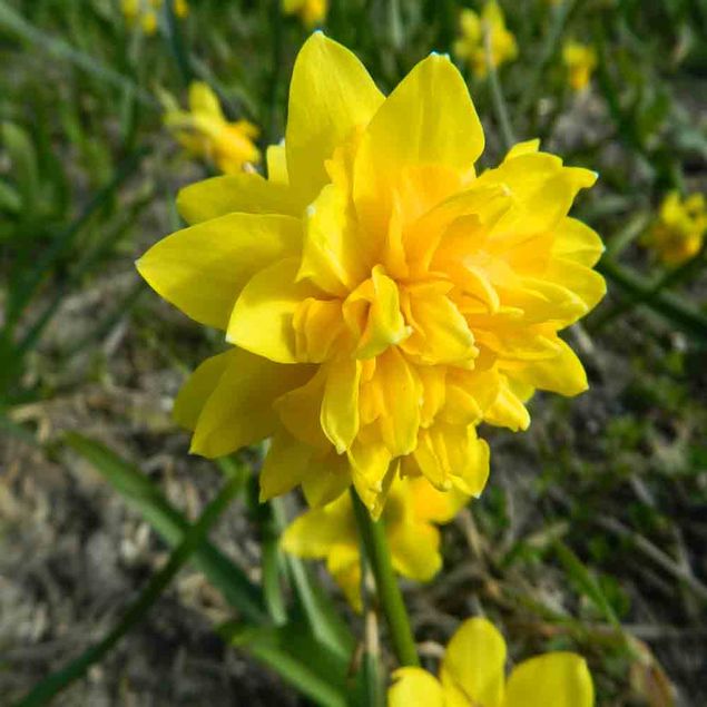 NARCISSE TÊTE ROSETTE AB