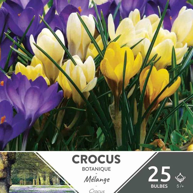 CROCUS C. BOTANISCH MIX AB