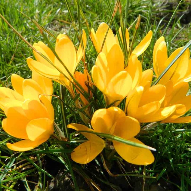 CROCUS C. FLAVUS 'GOLDEN YELLOW' AB