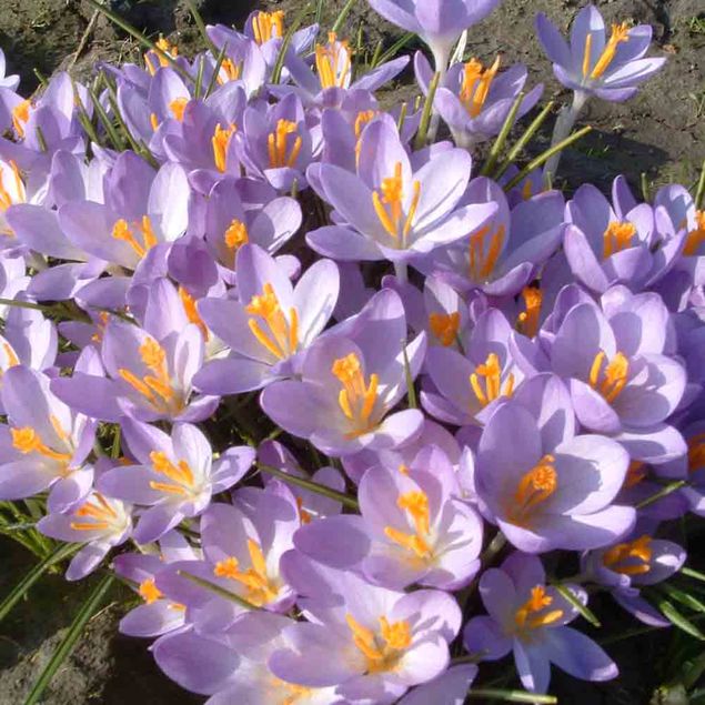 CROCUS C. TOMMASINIANUS 'BARR'S PURPLE' AB