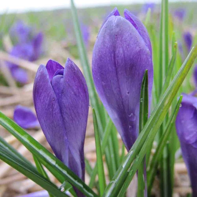 CROCUS C. TOMMASINIANUS 'RUBY GIANT' AB