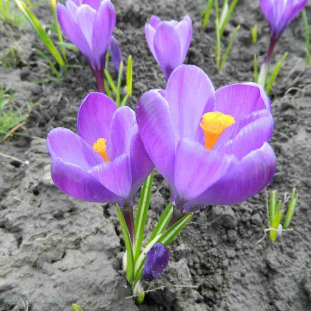 CROCUS C. VERNUS 'FLOWER RECORD' AB