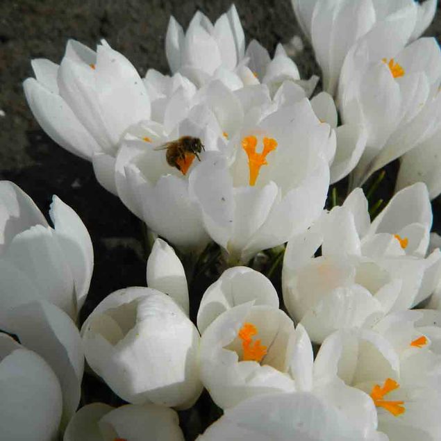 CROCUS C. VERNUS 'JEANNE D'ARC'  AB