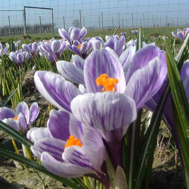 CROCUS C. VERNUS 'KING OF THE STRIPED'  AB