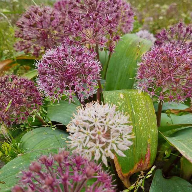 ALLIUM KARATAVIENSE 'RED GIANT STAR' AB