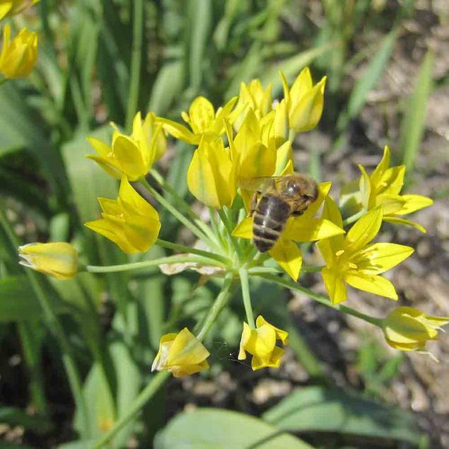 ALLIUM MOLY 'JEANINE' AB