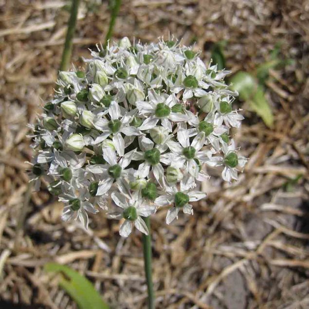 ALLIUM MOUNT EVEREST AB