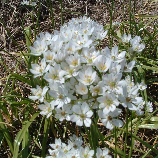 ALLIUM NEAPOLITANUM AB