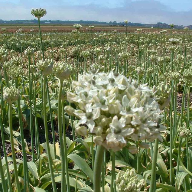 ALLIUM NIGRUM AB