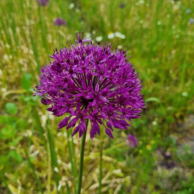 ALLIUM PURPLE RAIN AB