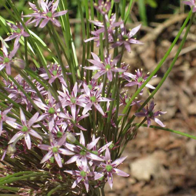 ALLIUM SCHUBERTII AB