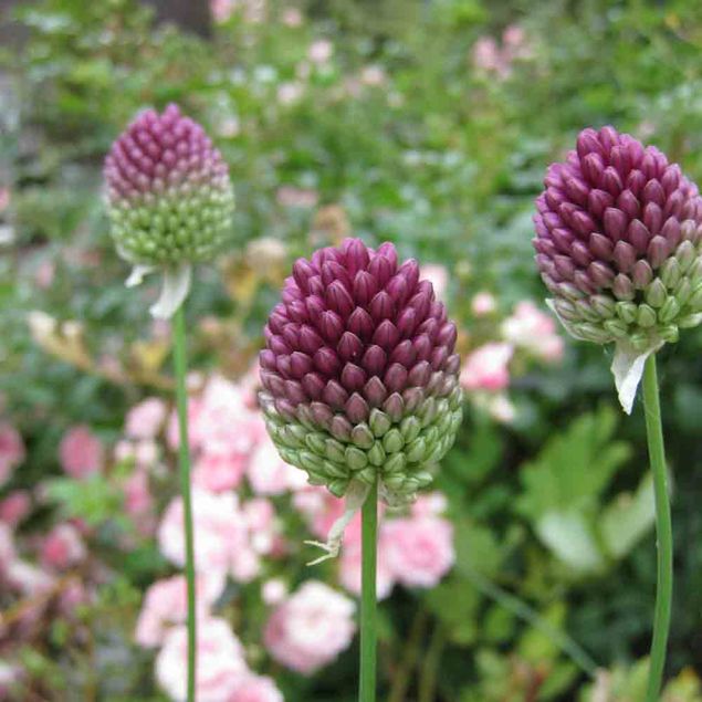 ALLIUM SPHAEROCEPHALON AB