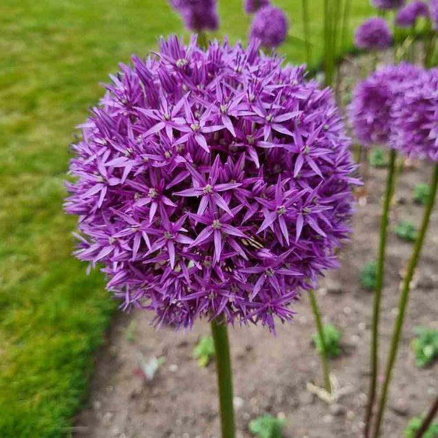 ALLIUM VIOLET BEAUTY AB